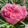 Paeonia 'Etched Salmon' - Pojeng 'Etched Salmon' C7/7L